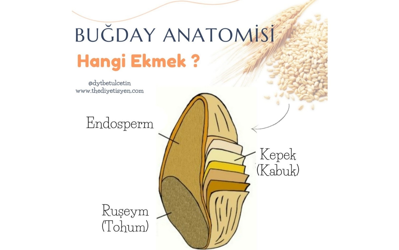 HANGİ EKMEK